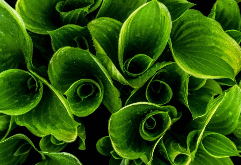 Närbild av frodiga gröna blad som rullar sig inåt. Bladen är tätt packade och har en djup grön färg med synliga ådror. Bilden ger en känsla av friskhet och naturlig skönhet.