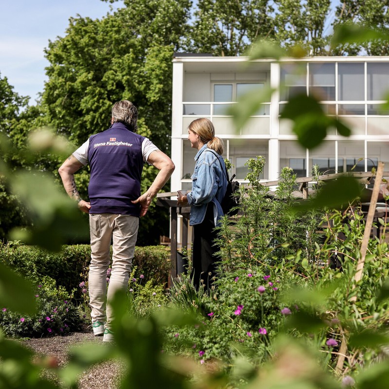 Två personer står och samtalar i en lummig trädgård framför ett flerbostadshus; den ena bär väst med texten ”Stena Fastigheter”. Bilden ramas in av gröna blad och blommande växter i förgrunden en solig dag. Lindängen Malmö, World Bee Day