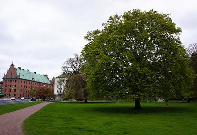 En stor grön park i Malmö med ett imponerande lövträd i förgrunden och äldre byggnader med koppartak i bakgrunden. En grusgång löper genom gräsmattan, och himlen är mulen. Parken är lugn och nästan tom på människor.