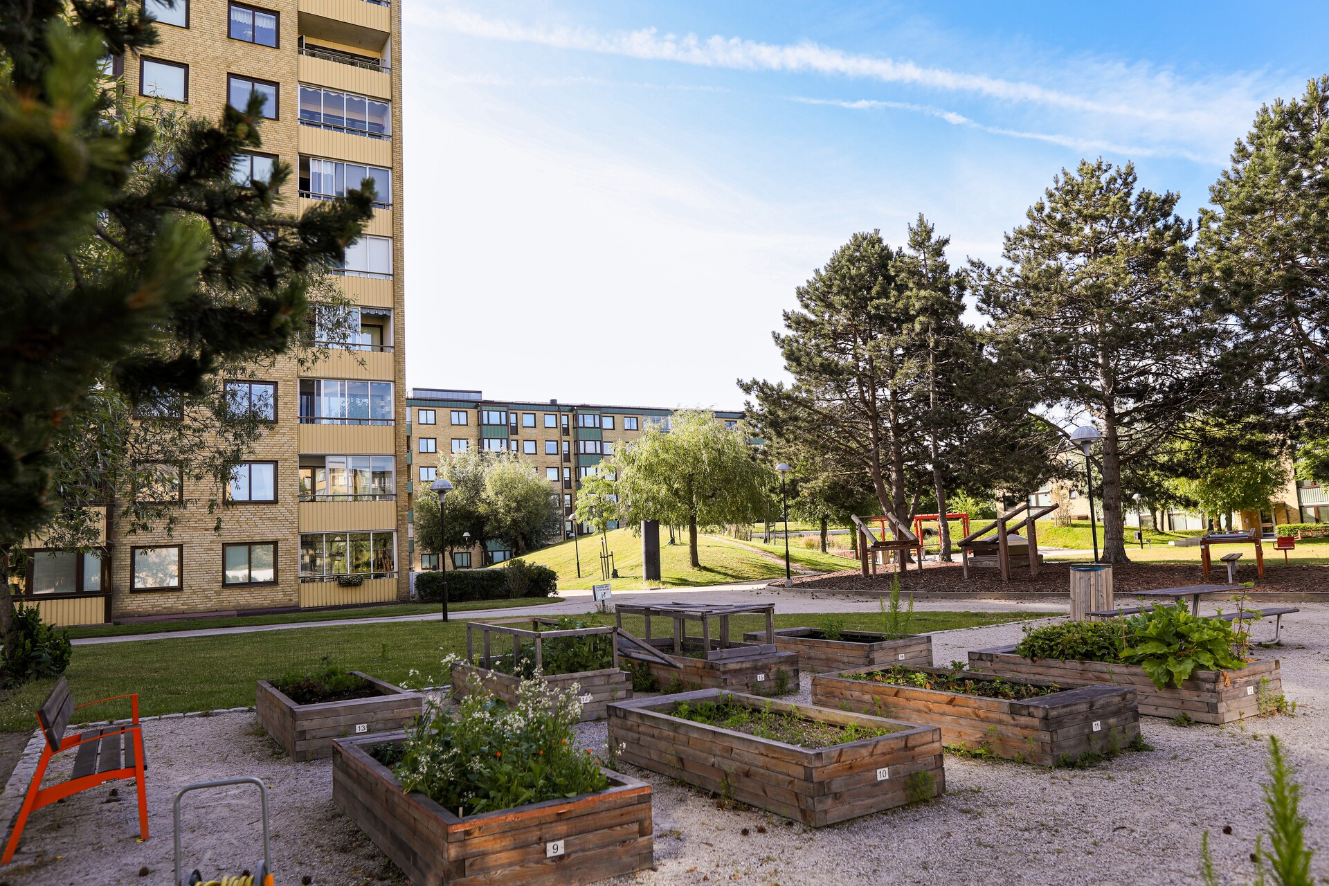 Innergård vid flerbostadshus med odlingslådor i förgrunden, grönt gräs och stora träd, samt en lekplats med klätterställningar i bakgrunden en solig dag. Västra Bellevuegården Malmö.