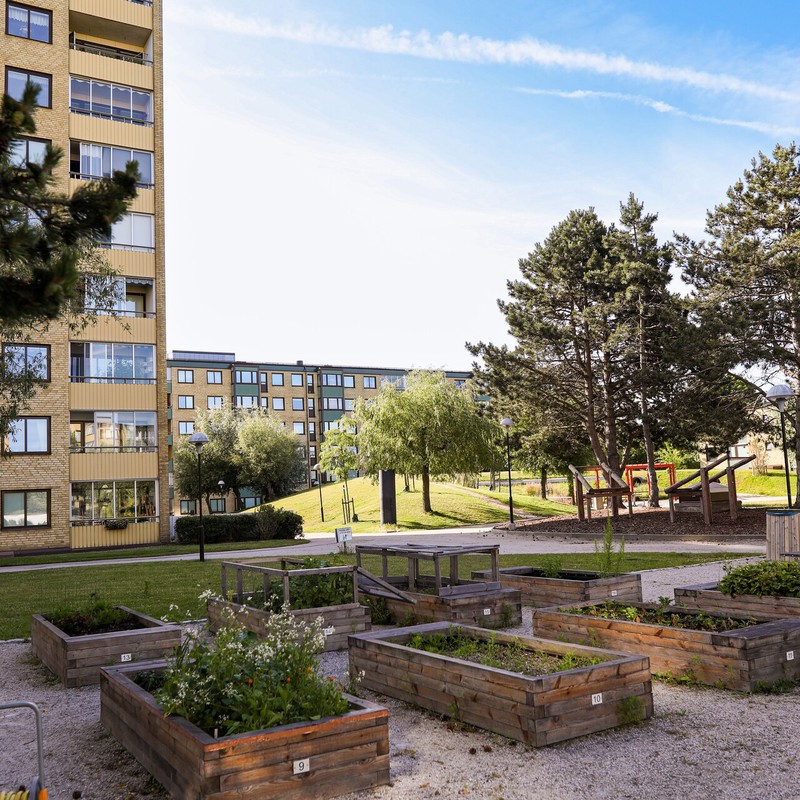Innergård vid flerbostadshus med odlingslådor i förgrunden, grönt gräs och stora träd, samt en lekplats med klätterställningar i bakgrunden en solig dag. Västra Bellevuegården Malmö.