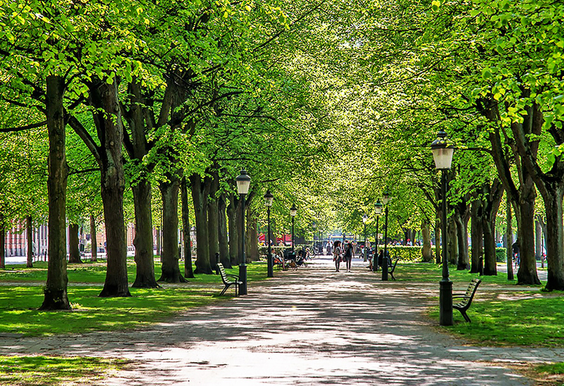 En trädallé i en park. Stigen är kantad av höga träd med frodig grön lövverk som bildar ett tak ovanför. Det finns bänkar och gatlyktor längs sidorna av stigen. I fjärran kan man se människor som promenerar eller cyklar på stigen