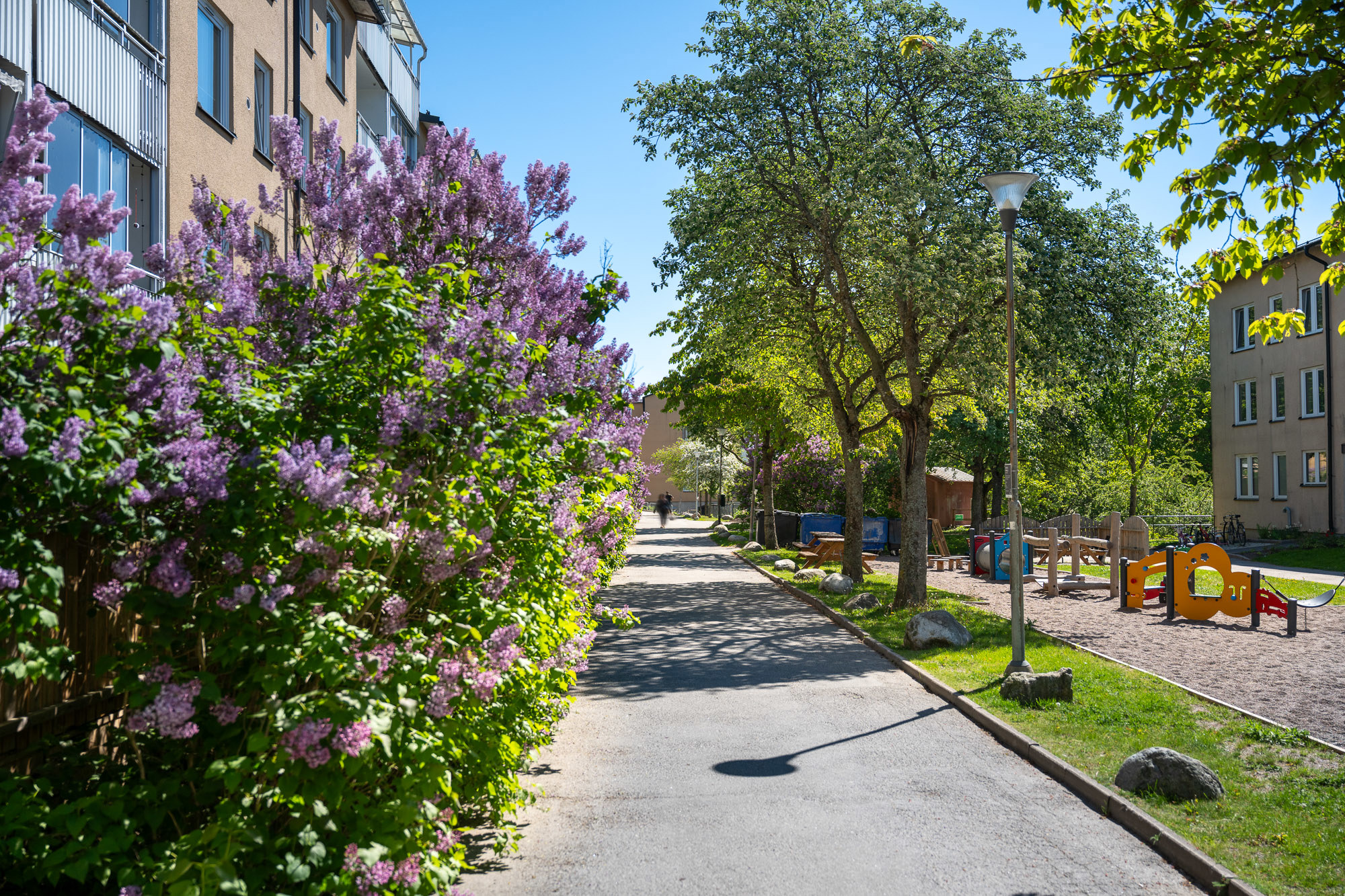 Gångväg med hus och syrenbuskar till vänster och lekpark till höger.
