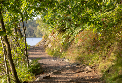 Bild på skog och vatten